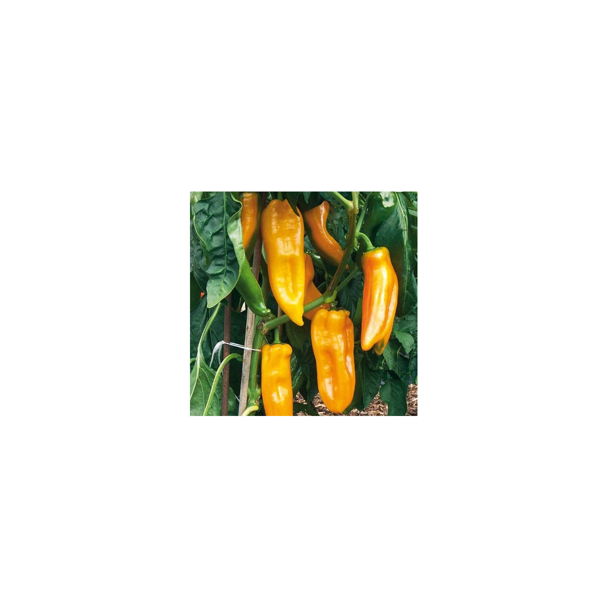 Bio Paprika Palladio F1 - Capsicum annuum - predaj bio semien - 5 ks