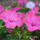 Nocovka jalapovitá Limelight - Mirabilis jalapa - predaj semien - 6 ks