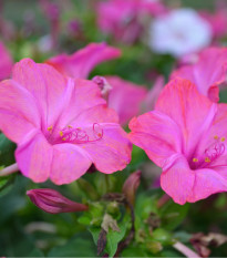 Nocovka jalapovitá Limelight - Mirabilis jalapa - predaj semien - 6 ks