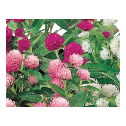 Gomfréna hlávkatá zmes farieb - Gomphrena globosa - predaj semien - 35 ks