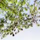 Akácia mangium - Acacia mangium - semená akácie - 8 ks