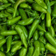 Chilli Veľký Jim - Capsicum annuum - predaj semien - 7 ks