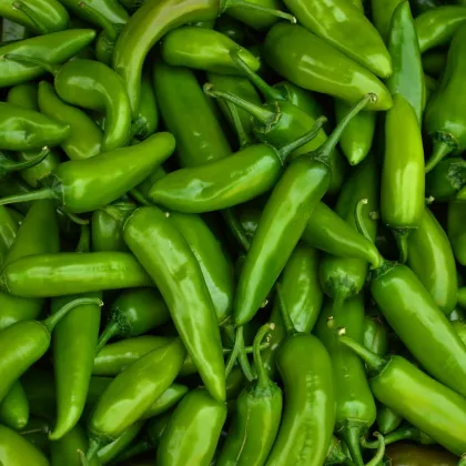 Chilli Veľký Jim - Capsicum annuum - predaj semien - 7 ks