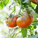 Paradajka tyčková Brandywine Black - Solanum lycopersicum - predaj semien - 7 ks