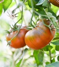 Paradajka tyčková Brandywine Black - Solanum lycopersicum - predaj semien - 7 ks