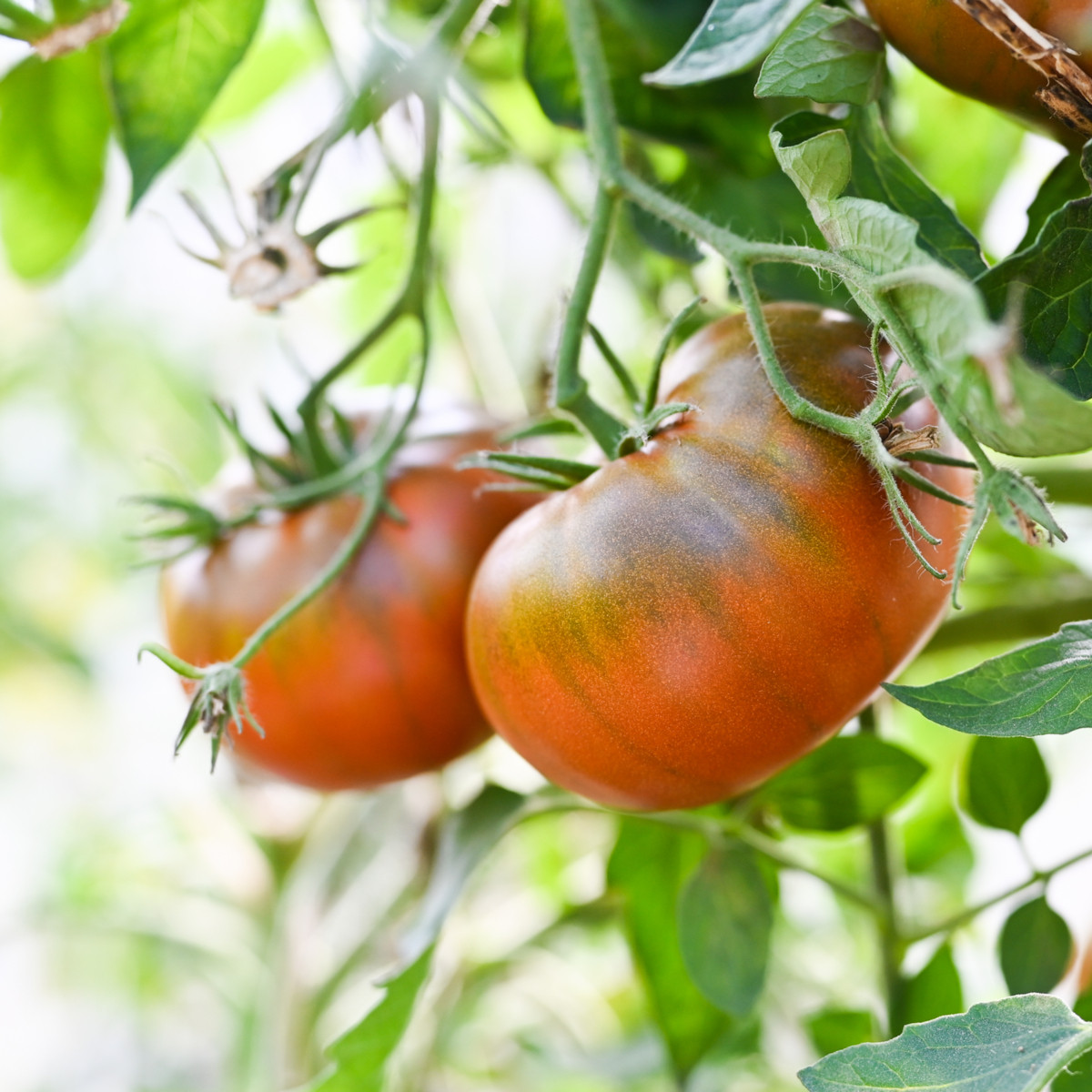 Paradajka tyčková Brandywine Black - Solanum lycopersicum - predaj semien - 7 ks