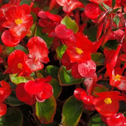 Voskovky - Begonia semperflorens červená - Heaven Red F1 - predaj semien - 10 ks
