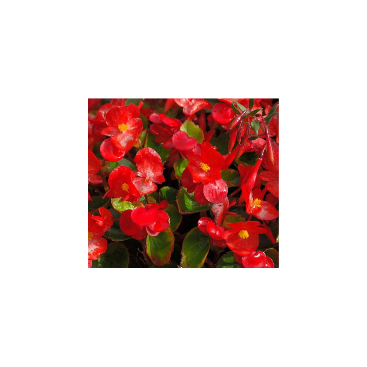 Voskovky - Begonia semperflorens červená - Heaven Red F1 - predaj semien - 10 ks