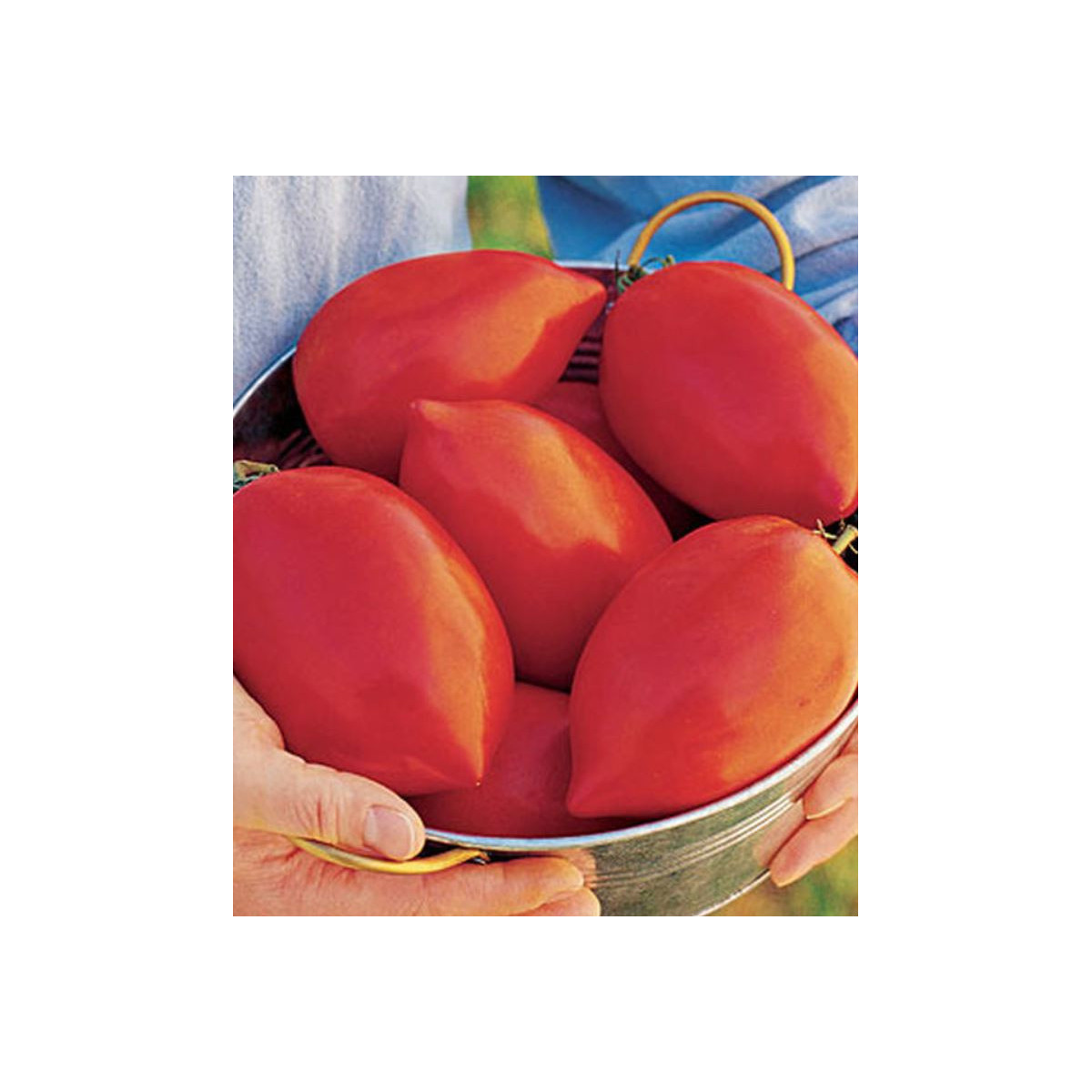 Paradajka Big mama F1- kolíková odroda - Solanum lycopersicum - Predaj semien rajčiaka - 7 ks