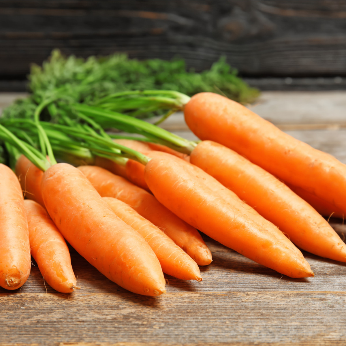 Bio mrkva Rothild skorá - Daucus carota - bio semiačka - 200 ks