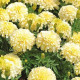 Aksamietnica vzpriamená Eskimo - Tagetes erecta - predaj semien - 30 ks