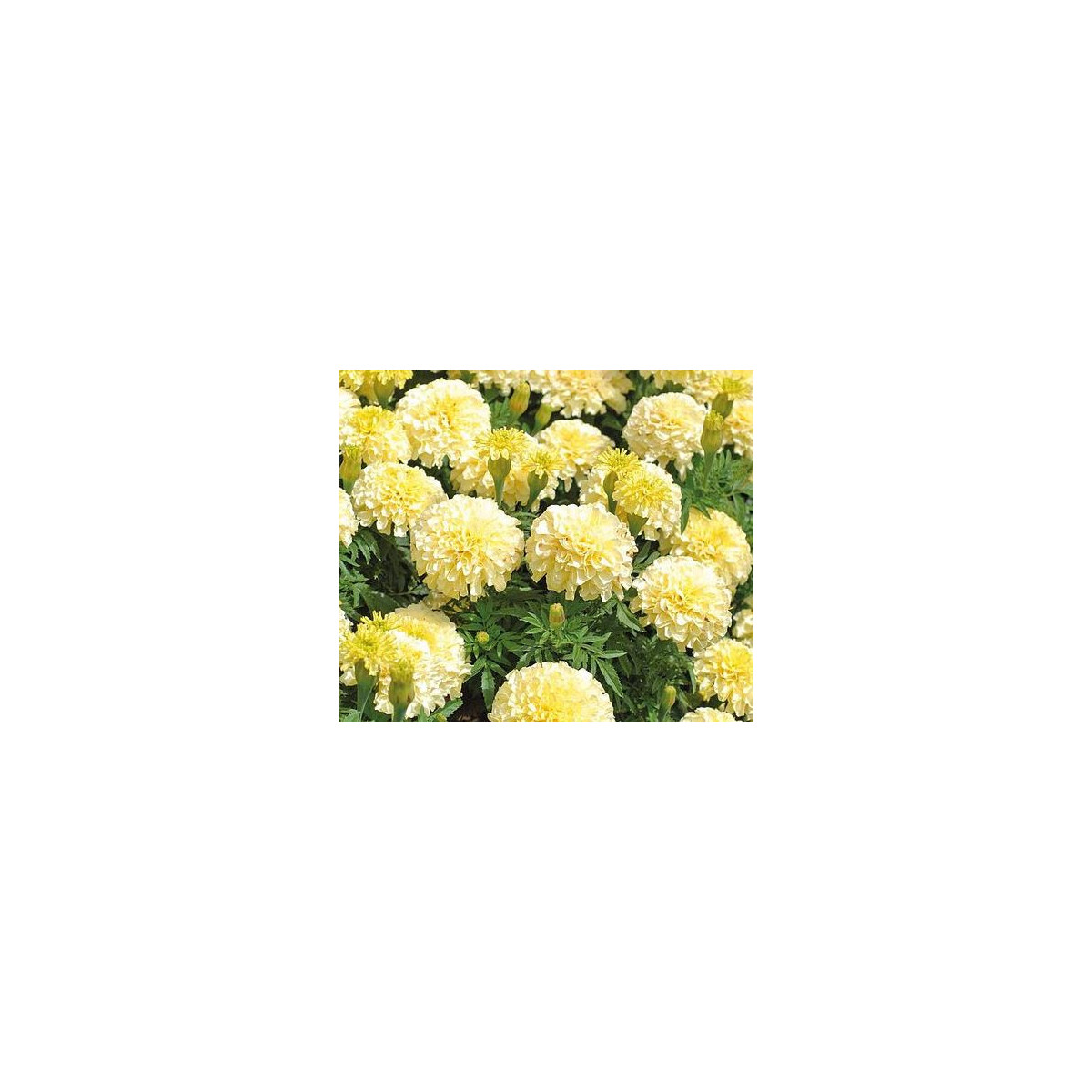 Aksamietnica vzpriamená Eskimo - Tagetes erecta - predaj semien - 30 ks
