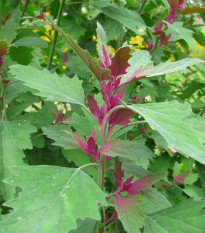 Stromový špenát - Chenopodium giganteum - predaj semien - 300 ks