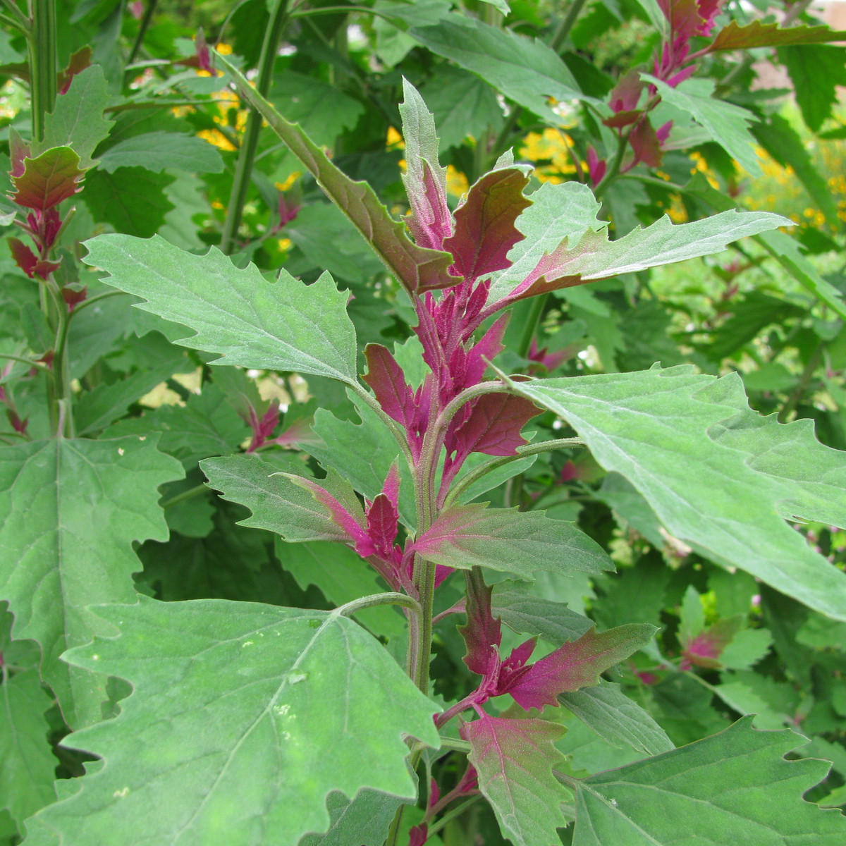Stromový špenát - Chenopodium giganteum - predaj semien - 300 ks