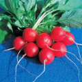 BIO reďkovka Raxe - Raphanus sativus - predaj bio semien - 0,3 g
