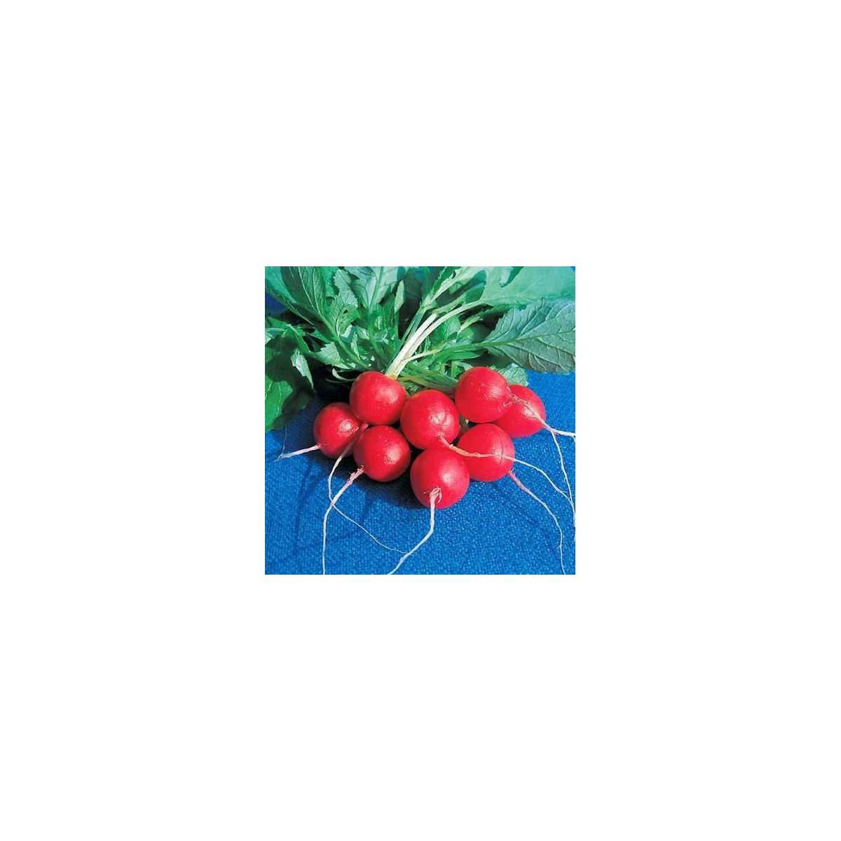 BIO reďkovka Raxe - Raphanus sativus - predaj bio semien - 0,3 g