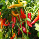 Paprika kozí/baraní roh Harriet - Capsicum annuum - semená - 45 ks
