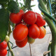 Paradajka Sonet F1 - kolíková paradajka - Solanum lycopersicum - predaj semien rajčiaka - 20 ks