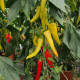 Paprika kozí/baraní roh Sora - Capsicum annuum - semená - 55 ks