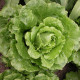 Šalát rímsky Galander- Lactusa sativa var. Romana Gars - predaj semien - 300 ks