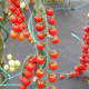 Paradajka Currant F1 - kolíková ríbezľová paradajka - Solanum lycopersicum -  Semená rajčiaka - 10 ks