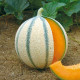 Melón cukrový - Anasta F1 - Cucumis melo - semená melónu - 6 ks