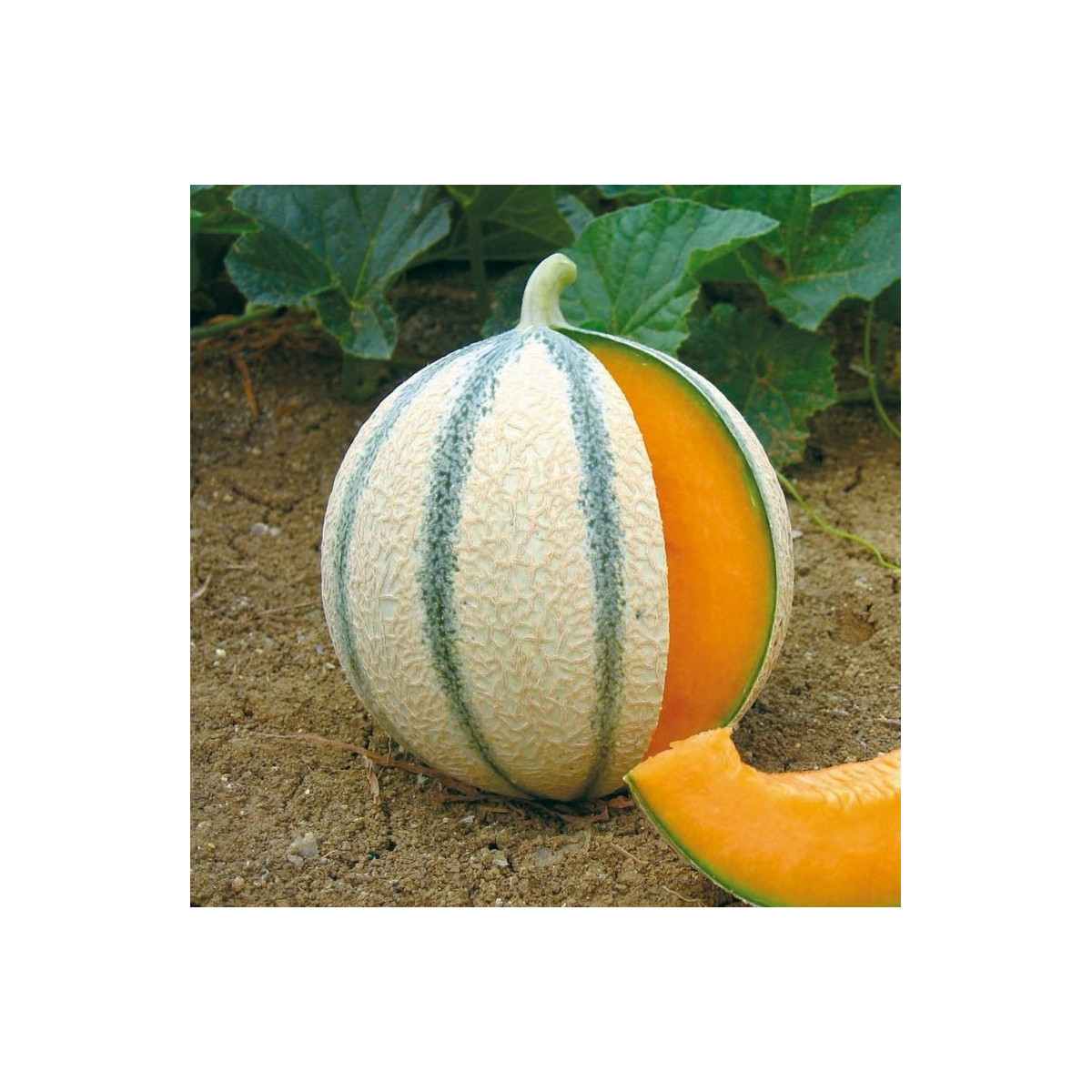 Melón cukrový - Anasta F1 - Cucumis melo - semená melónu - 6 ks