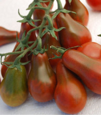 Paradajka - Chocolate pear - kolíková odroda -  Solanum Lycopersicum - semená rajčiaka - 6 ks
