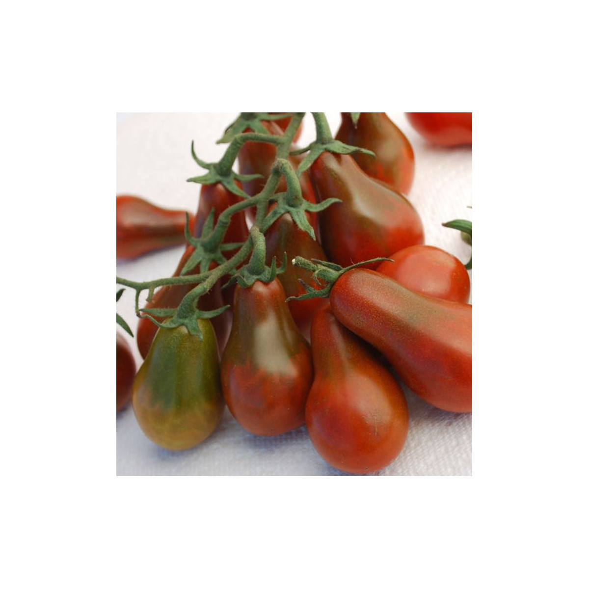Paradajka - Chocolate pear - kolíková odroda -  Solanum Lycopersicum - semená rajčiaka - 6 ks