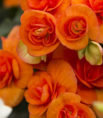 Drobnokvetá begónia oranžová - Begonia multiflora maxima - predaj cibuľovín - 2 ks