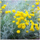 Santolína rozmarínolistá - Santolina rosmarinifolia - predaj semien - 5 ks