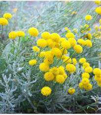 Santolína rozmarínolistá - Santolina rosmarinifolia - predaj semien - 5 ks