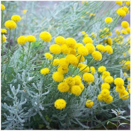 Santolína rozmarínolistá - Santolina rosmarinifolia - predaj semien - 5 ks