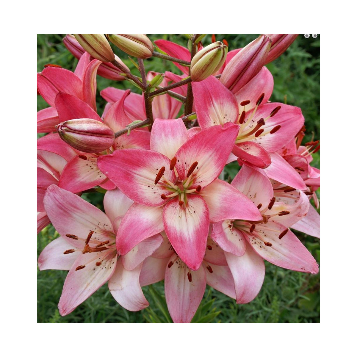 Ľalia Rosellas Dream - Lilium - predaj cibuľovín - 1 ks