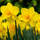 Narcis Carlton - Narcissus - predaj cibuľovín - 3 ks