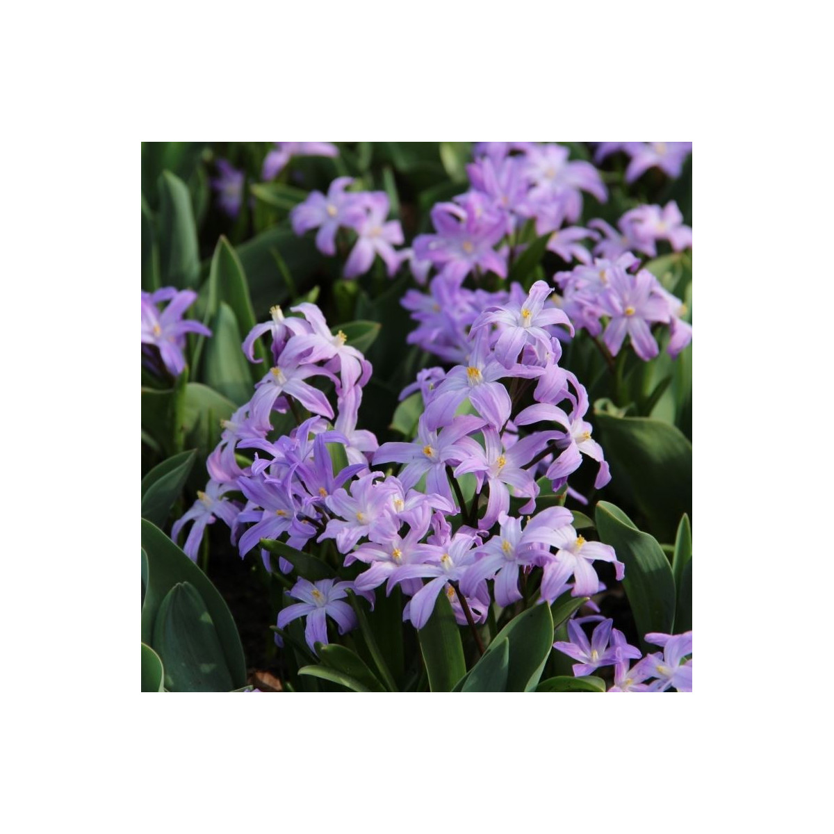Modravka fialová Violet Beauty - Chionodoxa luciliae - predaj cibuľovín - 5 Ks