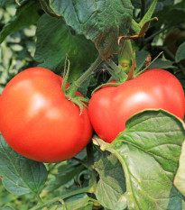 Bio Paradajka kolíková Diplom F1 - Solanum lycopersicum - predaj bio semien - 8 ks