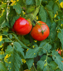 Bio paradajka kolíková Serrat F1 - Solanum lycopersicum - predaj bio semien  - 5 ks
