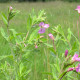 Vŕbovka malokvetá - Epilobium parviflorum - predaj semien - 0,05 g