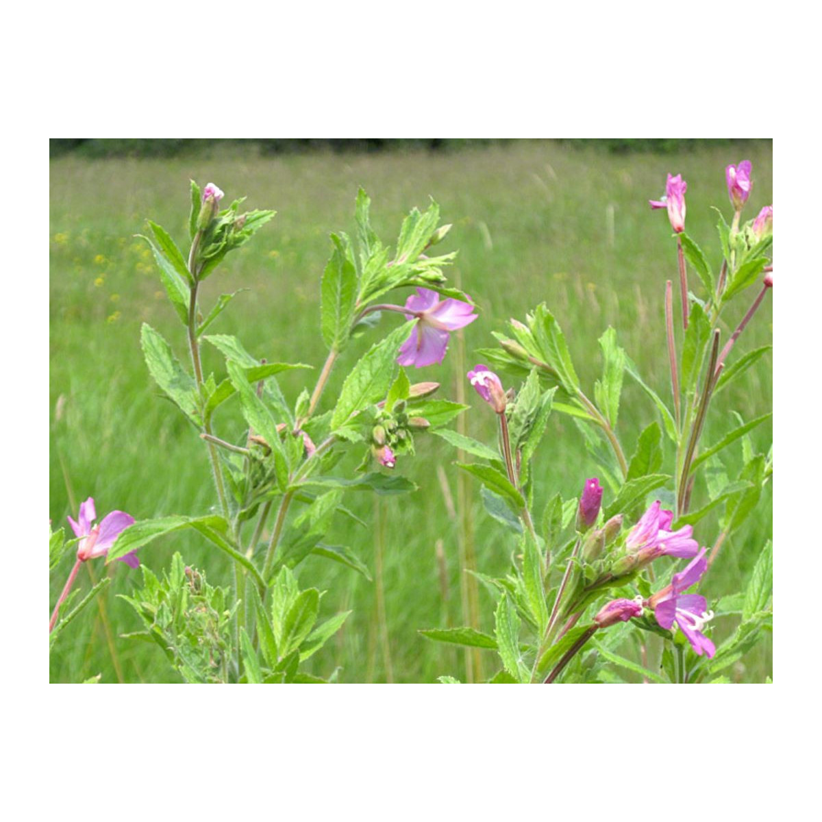 Vŕbovka malokvetá - Epilobium parviflorum - predaj semien - 0,05 g