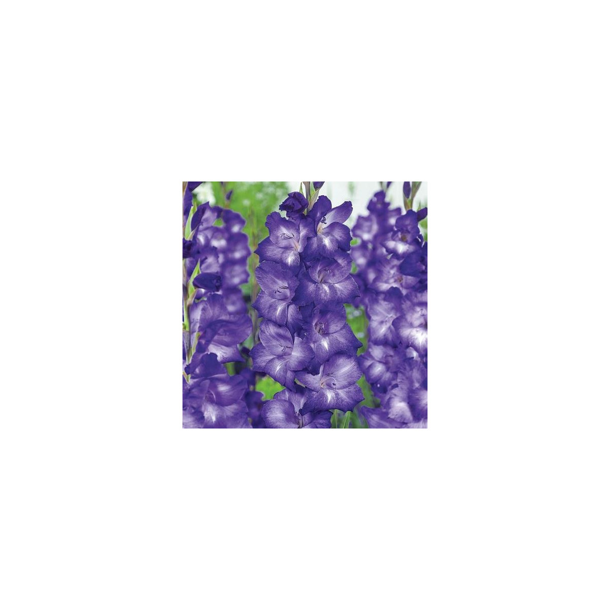 Gladiol Blue Isle - Gladiolus - predaj cibuľovín - 3 ks