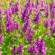 Betonika lekárska - Betonica Officinalis - Predaj semien - 20 ks