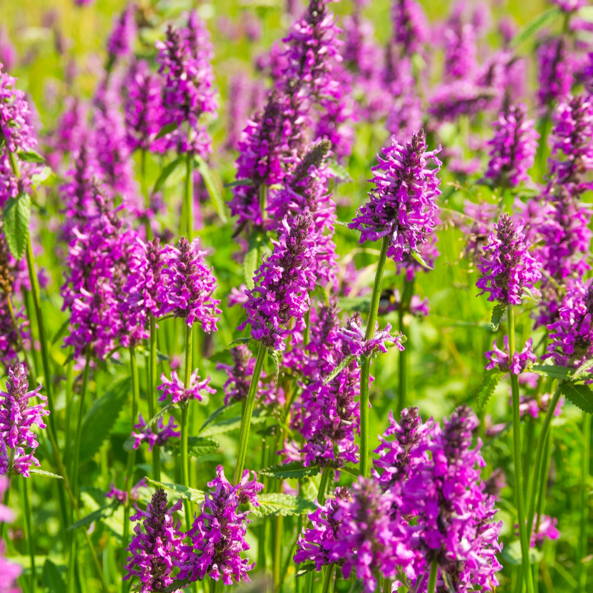 Betonika lekárska - Betonica Officinalis - Predaj semien - 20 ks