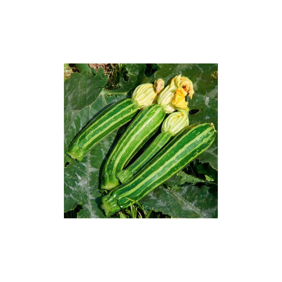 Bio Cuketa F1 Green Tiger - Cucurbita pepo - predaj bio semien - 5 ks