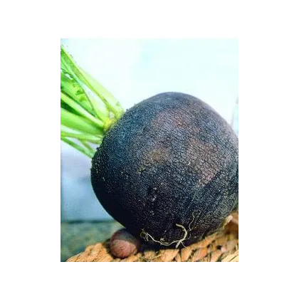 Bio Reďkovka čierna guľatá - Raphanus sativus - predaj bio semien - 45 ks