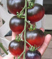 Paradajka Indigo Apple - Lycopersicon Lycopersicum L. -  Semená rajčiaka - 7 Ks