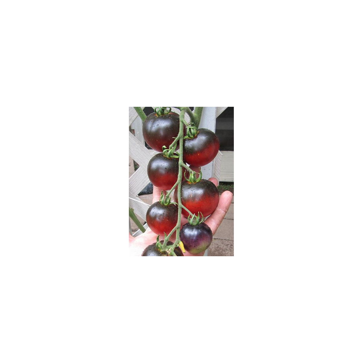 Paradajka Indigo Apple - Lycopersicon Lycopersicum L. -  Semená rajčiaka - 7 Ks