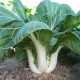 Čínska kapusta Paket - Brassica Chinensis - semená - 100 ks