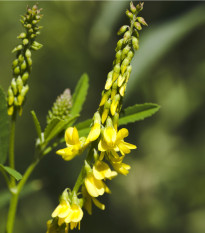Komonica lekárska - Melilotus Officinalis - predaj semien - 30 ks
