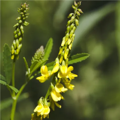 Komonica lekárska - Melilotus Officinalis - predaj semien - 30 ks